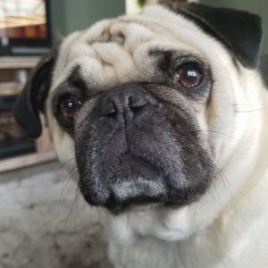 Meet your Posher, Ken